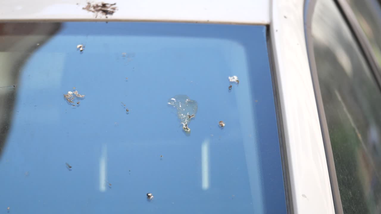 Bird Droppings and Debris on Car Windshield