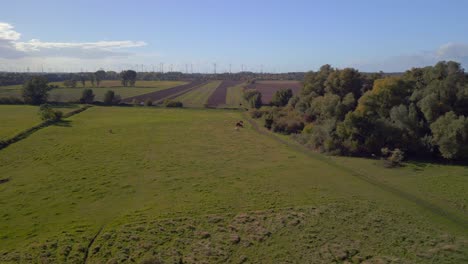 Campos,-Prados-Y-Pastos-En-Brandeburgo