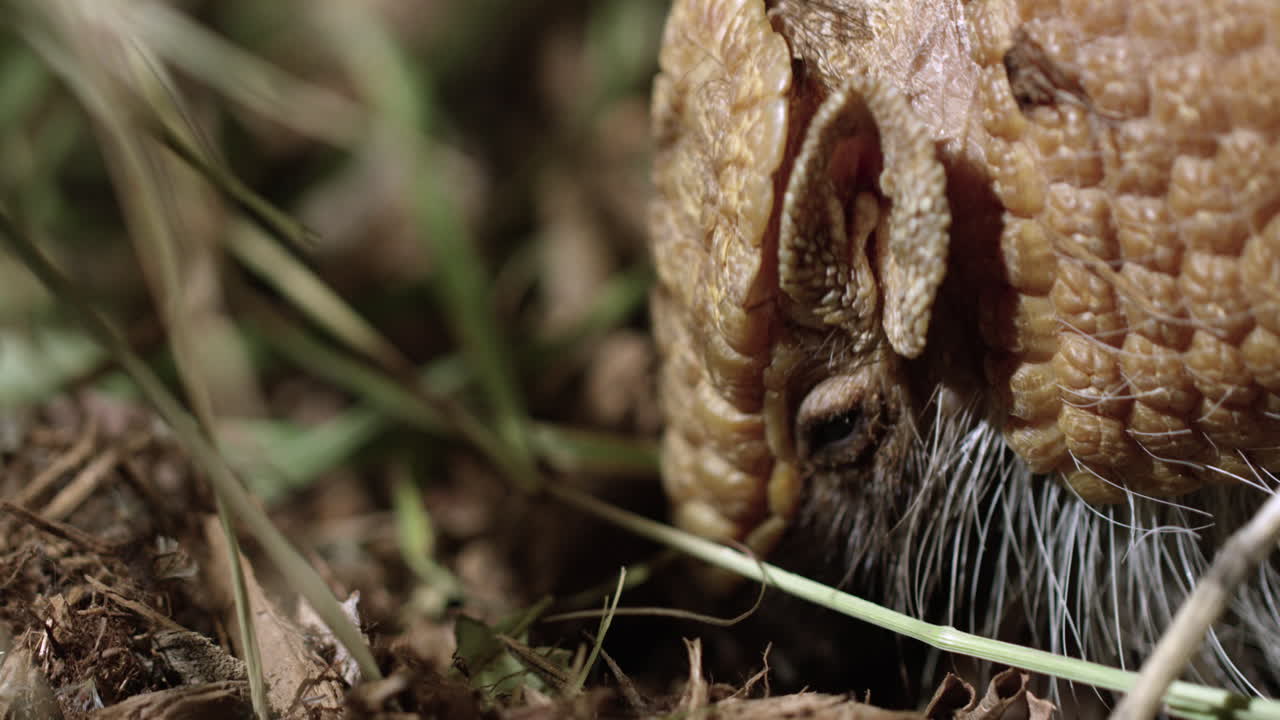 armadillo mastica bug - un primerísimo plano - perfil lateral