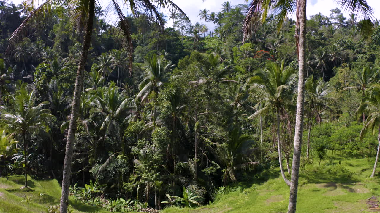 curva cinematográfica de la cámara para capturar la increíble naturaleza en bali, indonesia, campo de arroz en la jungla