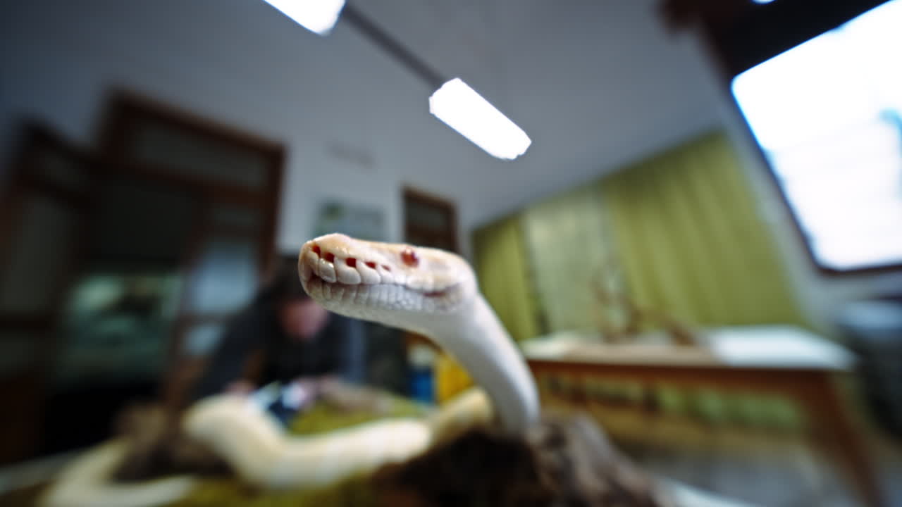 Close-up of snake head with blurred background in laboratory or research setting
