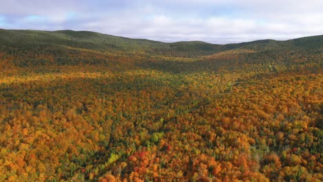 Imágenes-Aéreas-Volando-Hacia-Atrás-E-Inclinándose-Hacia-El-Valle-En-El-Bosque-De-Otoño-Dorado