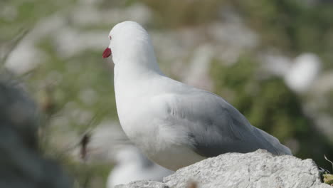 primer plano de la gaviota plateada mirando a su alrededor en kaikoura, nueva zelanda