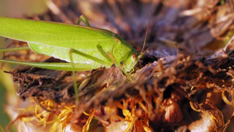 un primer plano de un gran saltamontes verde comiendo una flor marrón seca