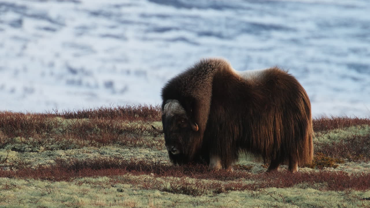 Wide shot, side view, single musk oxen bull graze on snowy Dovrefjell mountain