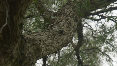 Close-up-view-of-textured-tree-bark-in-nature,-showcasing-intricate-patterns-and-natural-details