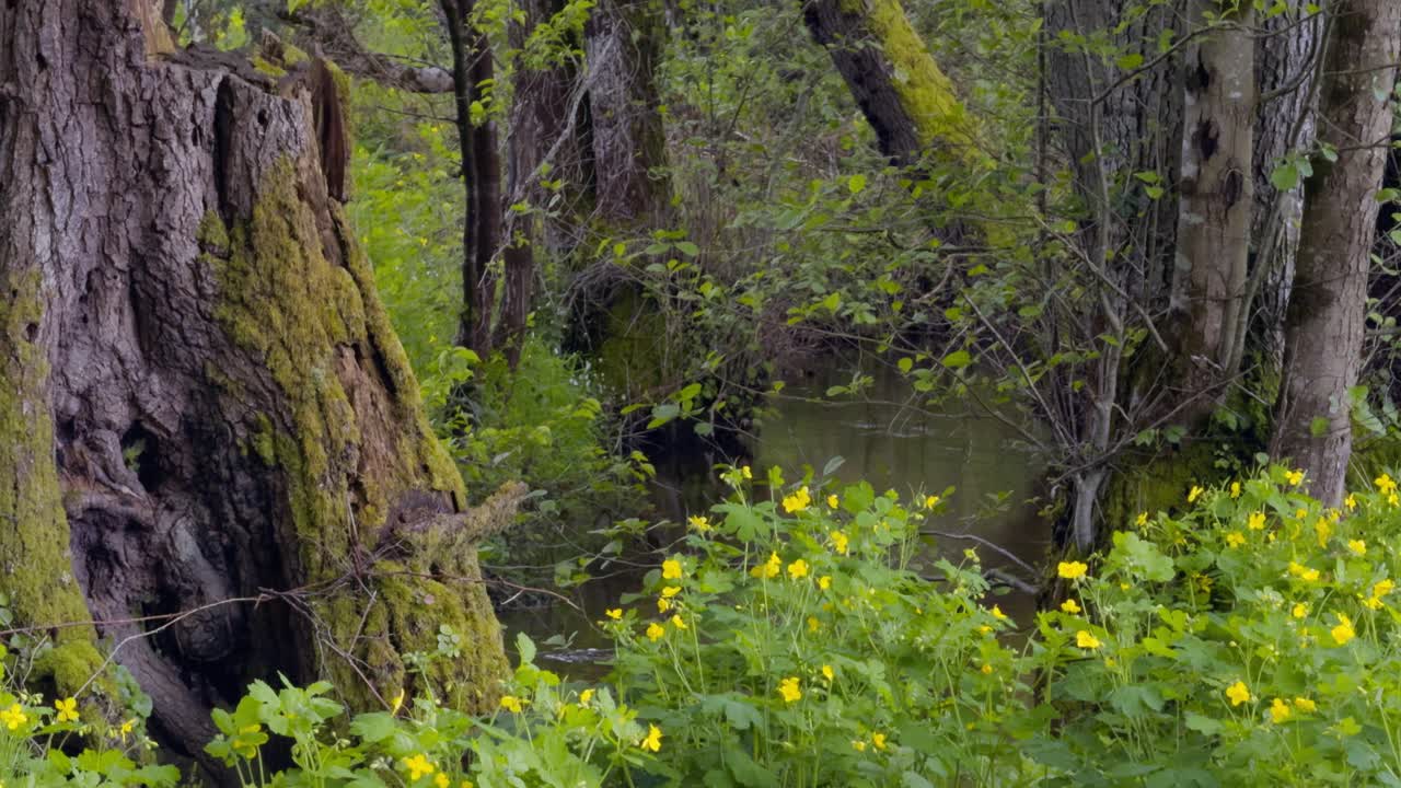 Beautiful Creek Passing Through Old Trees And Colourful Vegetation