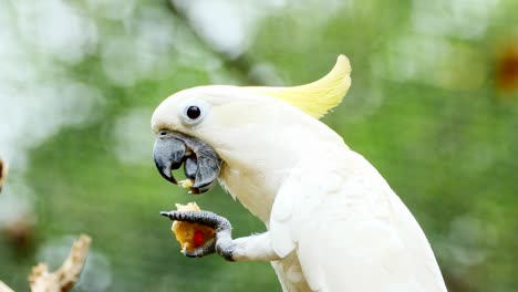 close up on cockatoo feeding.