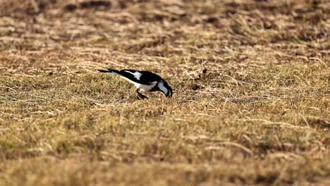 magpie walking and pecking in dry grass