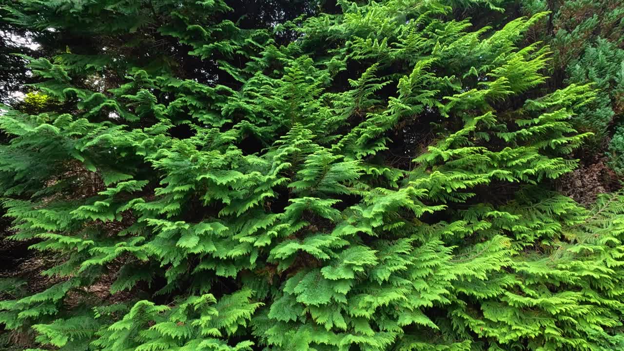 Camera slowly pans across vibrant green pine tree branches in an outdoor botanical garden, under natural daylight, highlighting dense foliage and rich textures