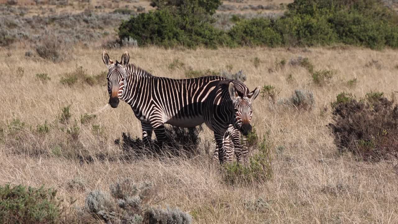 Two zebra eat grass and shrubbery on dry South Africa savanna