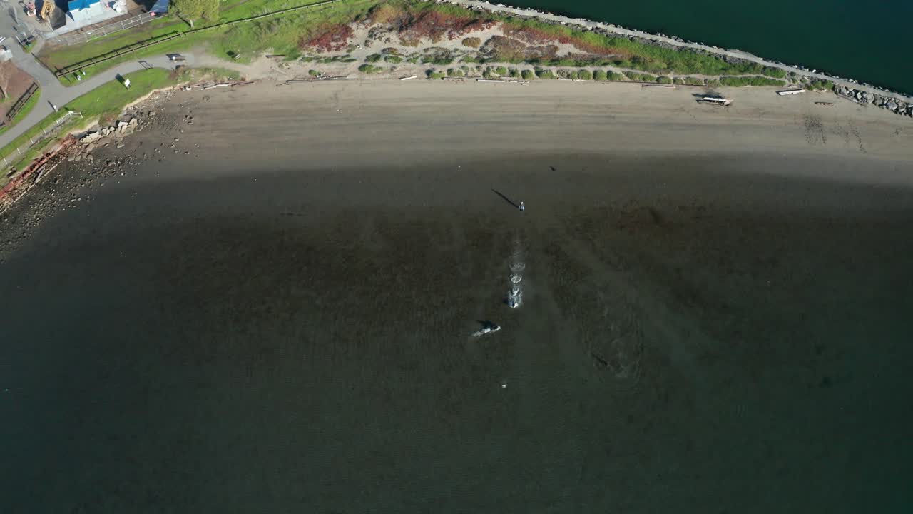 la playa con perros jugando