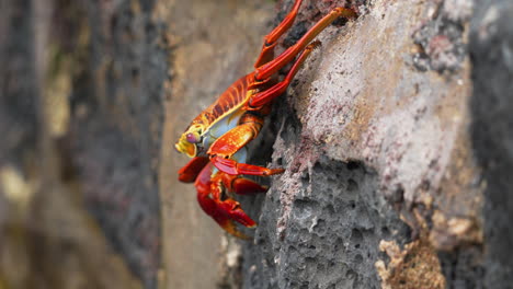 single red sally lightfoot crab climbing on black rock at santa cruz island in the galapagos islands