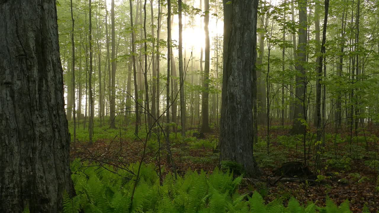 Una foresta scura e nebbiosa con luce solare fioca rendeva la foresta inquietante