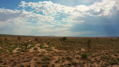 flying over joshua trees in the mojave desert on a cloudy summer day