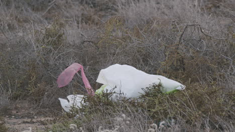 Used-plastic-bag-in-the-grass