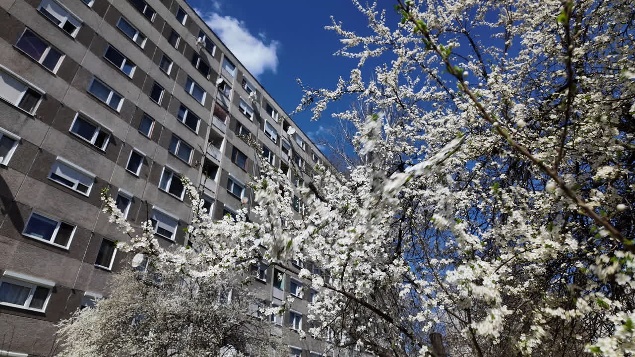 Urban cherry blossoms against residential high-rise