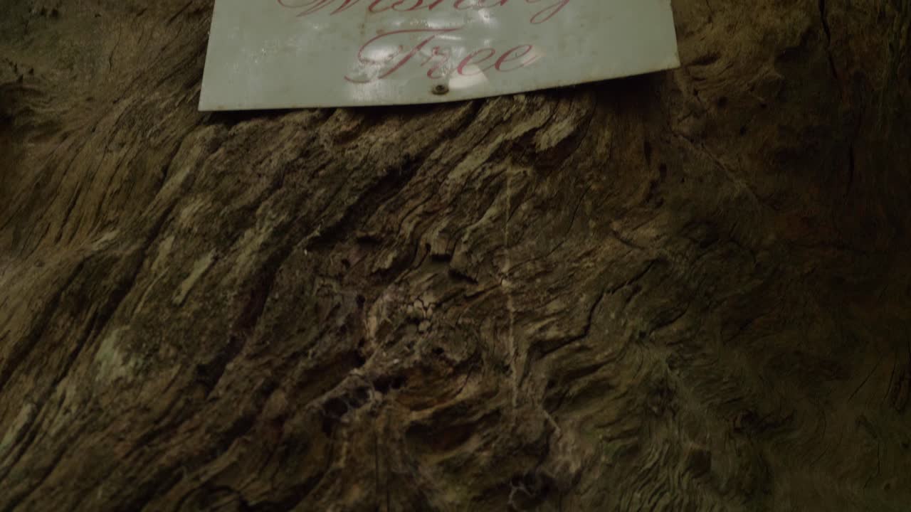 트렁크에 못 박힌 소원 나무 표지판 - 래밍턴 국립공원의 소원 나무 트랙 - 퀸즐랜드, 호주