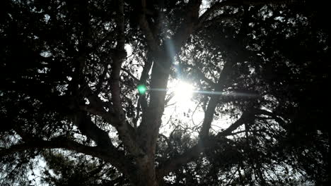 la luz del sol parpadea y brilla a través de las ramas mientras el árbol se balancea con el viento