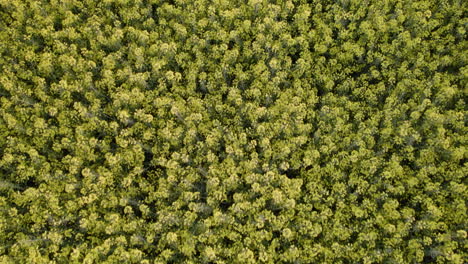 zenith-shot-of-green-trees-field