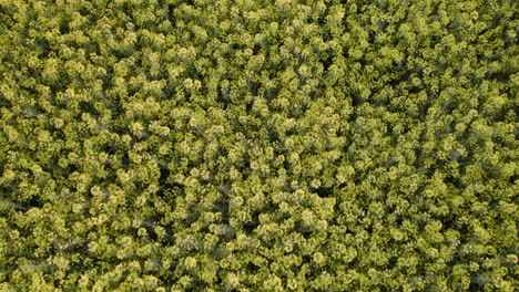 tiro cenital del campo de árboles verdes