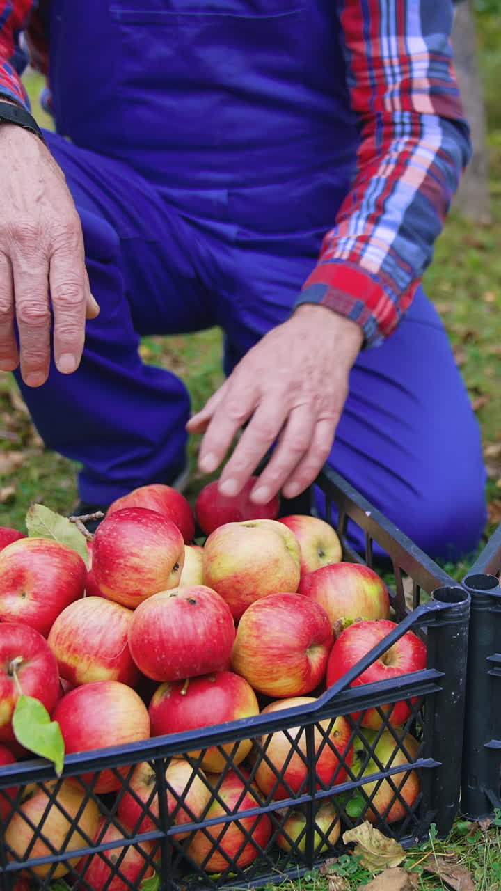 Handsome farmer harvesting red apples. Close up of male farmer picking apples on farm. Vertical video