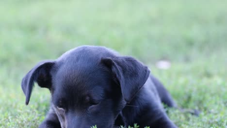 black puppy in the grass