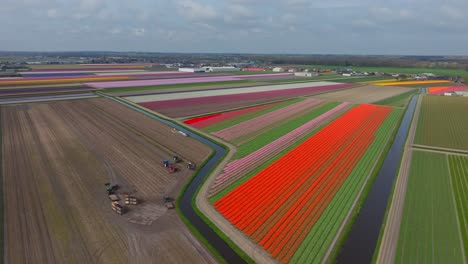 Agricultural-machinery-harvesting-flowers-next-to-colorful-tulip-fields-in-Lisse,-Netherlands