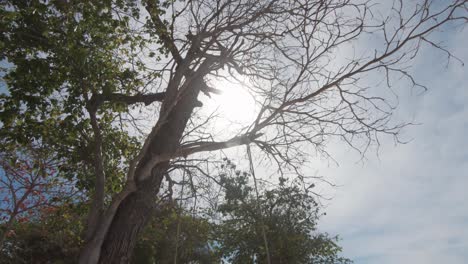 midday benevolent sun shinning through exotic trees in koh hey , thailand - wide low angle push in shot
