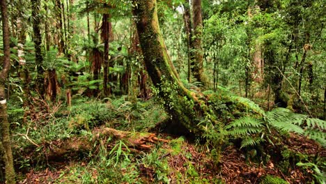 lush green vegetation in primeval forest with moss and fern plants