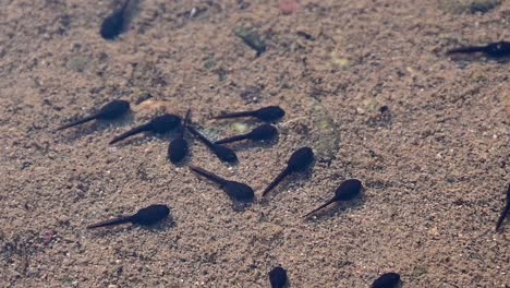 footage-of-tadpoles-and-the-bottom-of-a-river