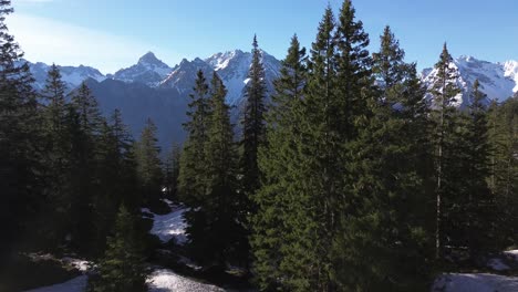 drone rise above pine forest towards stunning snowy winter mountain landscape in bludenz, austria, europe