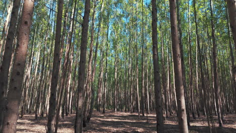 close-up with tilt aerial movement about dense eucalyptus plantations, argentina