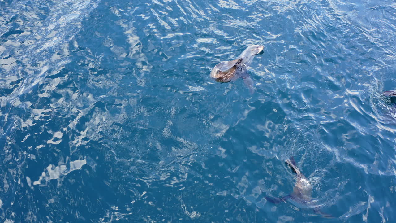 Seal floats calmly at surface of deep blue Beagle Channel waters during daylight expedition