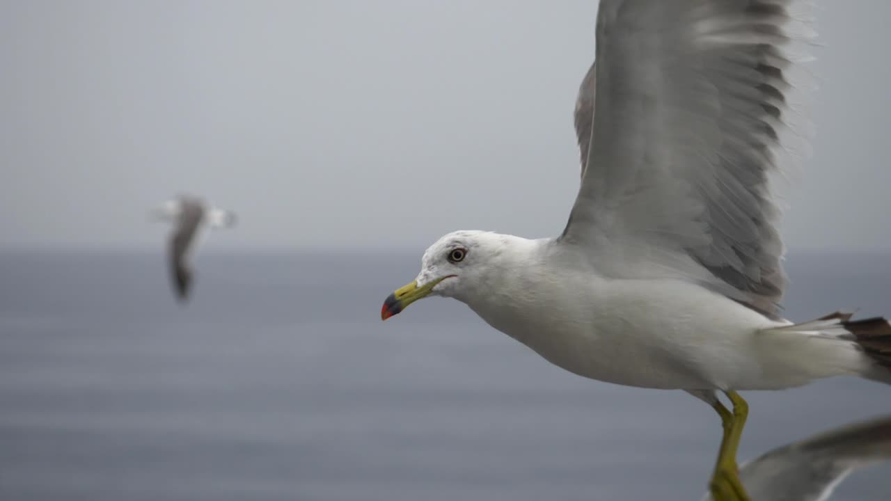 Slow motion close up of seagulls flying over the sea on a cloudy day