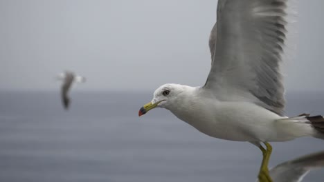 cámara lenta cerca de gaviotas volando sobre el mar en un día nublado