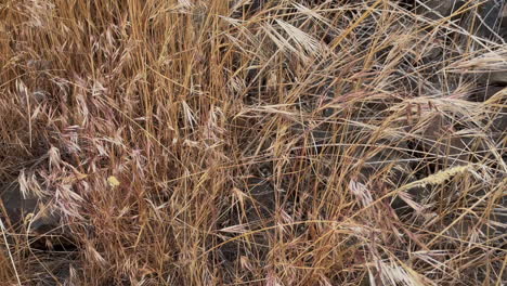 ominous, well hidden snake slithers through dry golden prairie grass