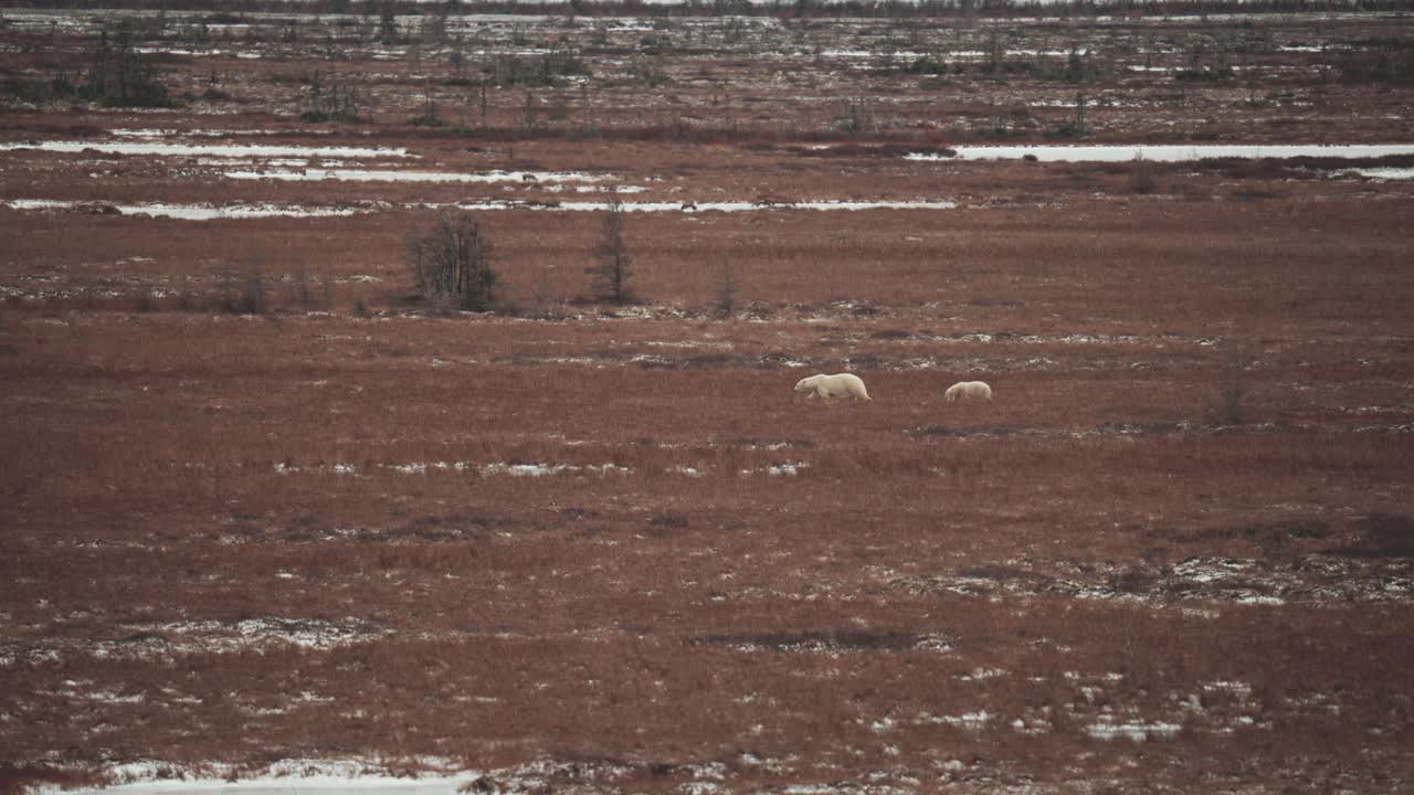 una madre oso polar y su cachorro viajan a través de la tundra subártica cerca de churchill manitoba en otoño mientras esperan que el agua de la bahía de hudson se congele.
