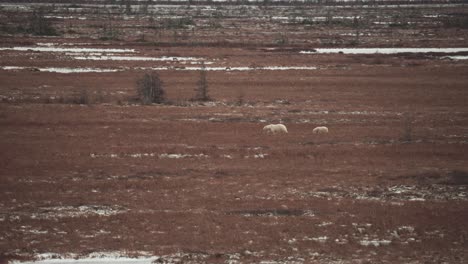 Eine-Eisbärenmutter-Und-Ihr-Junges-Reisen-Im-Herbst-Durch-Die-Subarktische-Tundra-In-Der-Nähe-Von-Churchill,-Manitoba,-Während-Sie-Darauf-Warten,-Dass-Das-Wasser-Der-Hudson-Bay-Gefriert