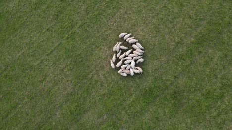 Vista-Superior-De-Un-Pequeño-Oído-De-Ovejas-Blancas-En-Un-Campo-Verde