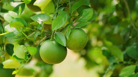 close up shot of sweet lemons with lush green leaves. day time, stable shot, 4k.