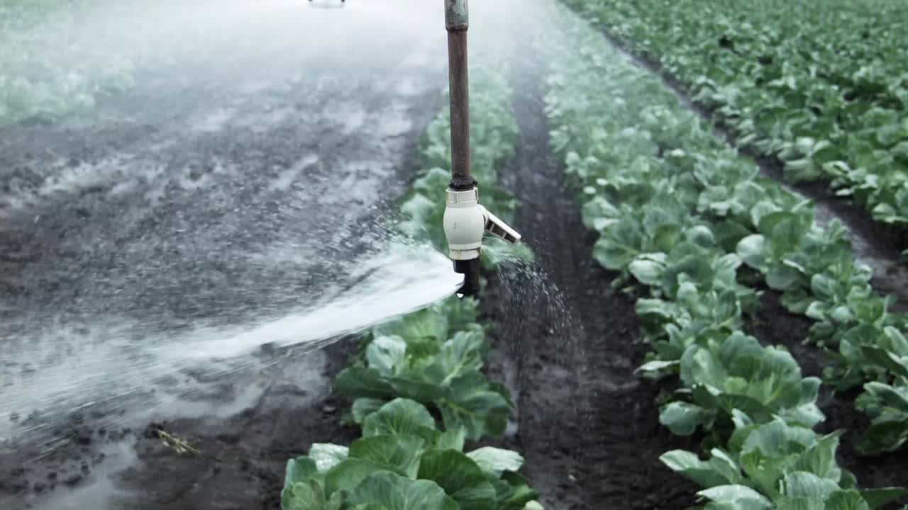 Irrigation on a farm with rows of crops