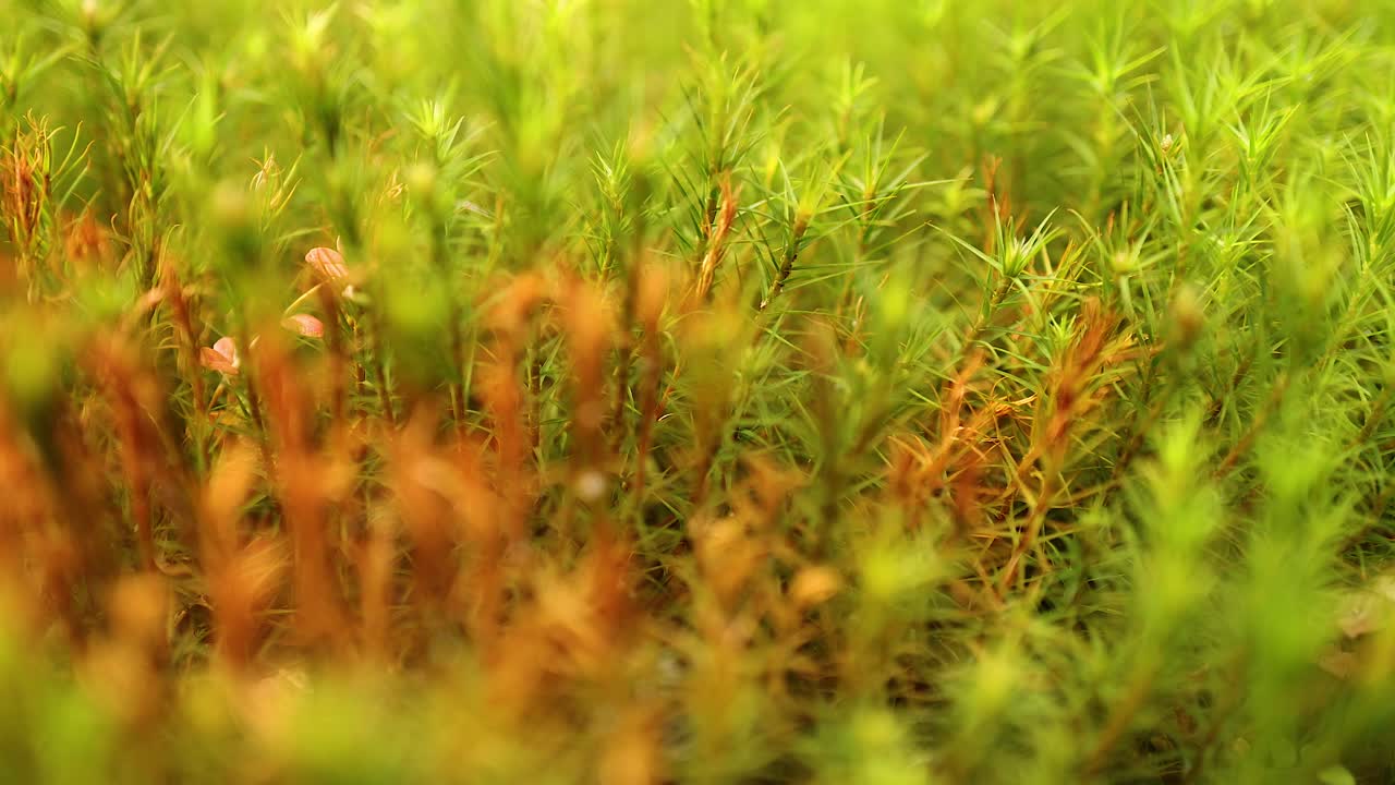 временный промежуток роста травы в эдинбурге, шотландия