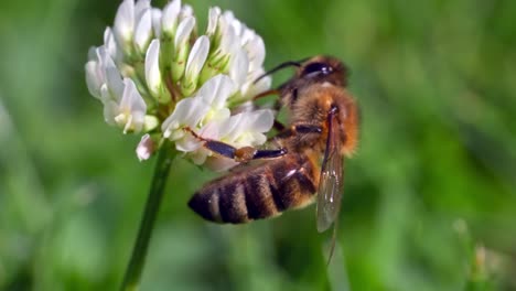 busy bee collecting nectar from a white clover flower isolated in blurry green leaves background