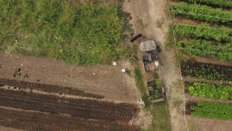 Vista-Aérea-De-Un-Granjero-Con-Su-Perro-Deambulando-Por-Una-Plantación-De-Lechuga