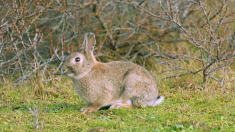 european rabbit, coney sitting on the green grass with bare plants on the background in texel, the wadden islands in netherlands