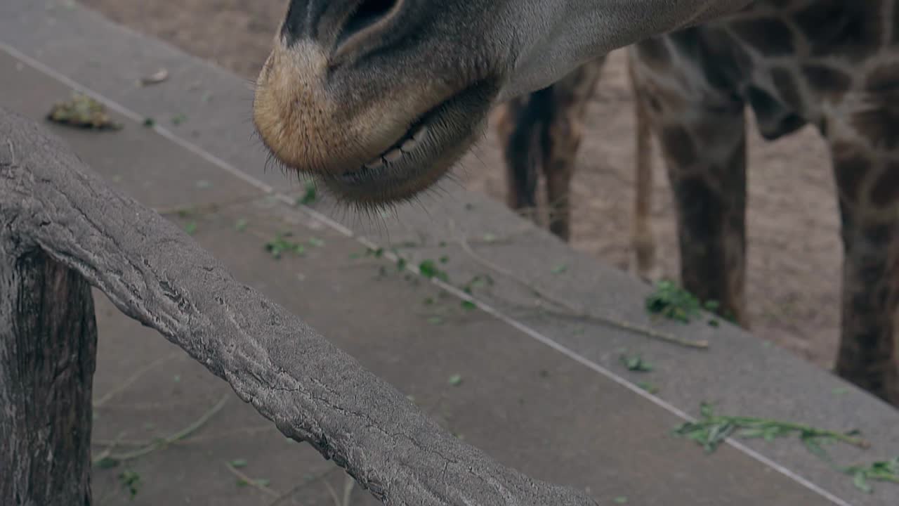 재미있는 얼룩진 갈색 기라프가 긴 혀를 사용하여 바나나를 잡습니다.