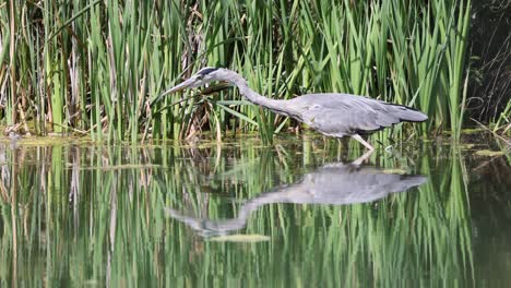 close up shot of wild grey heron in ambush position during hunt in lake