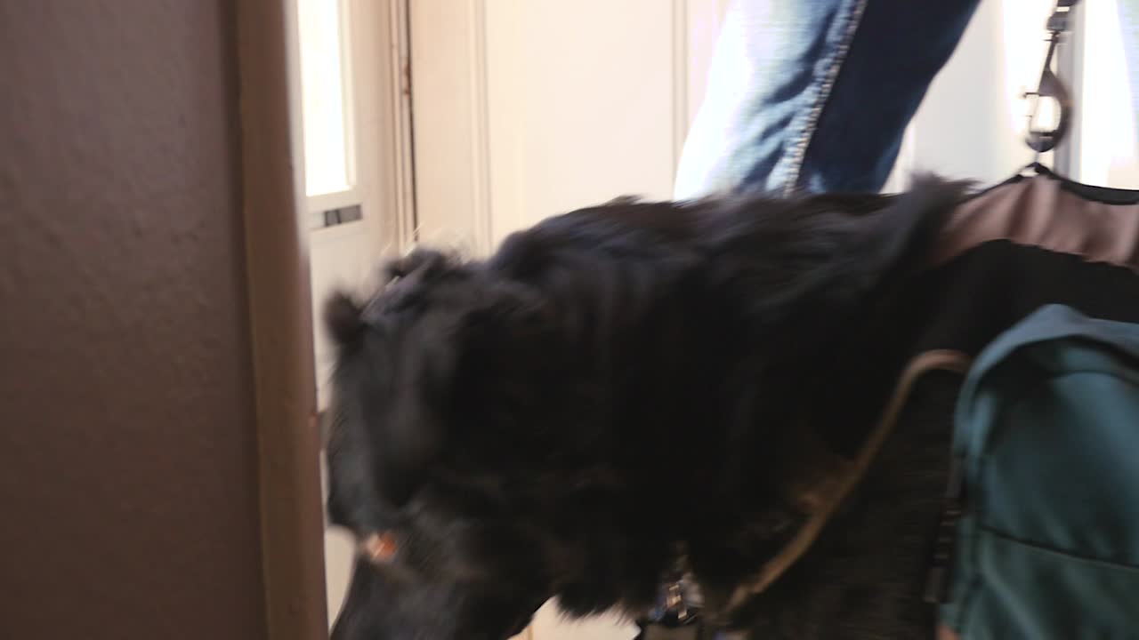 행복한 개는 남자와 여자 슬로우 모션 4k로 문을 닫는다