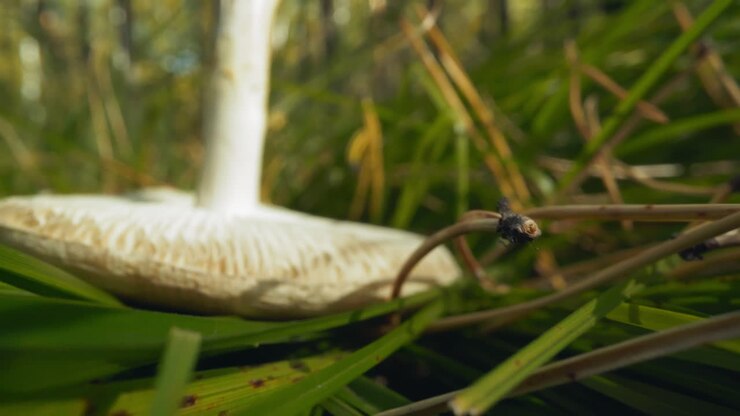 Motion through grass with russula mushroom and pine needles